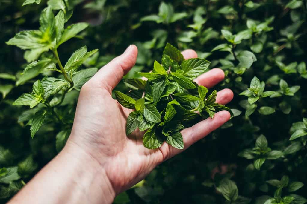 Fresh Mint Salt Scrub | sweet miscellany